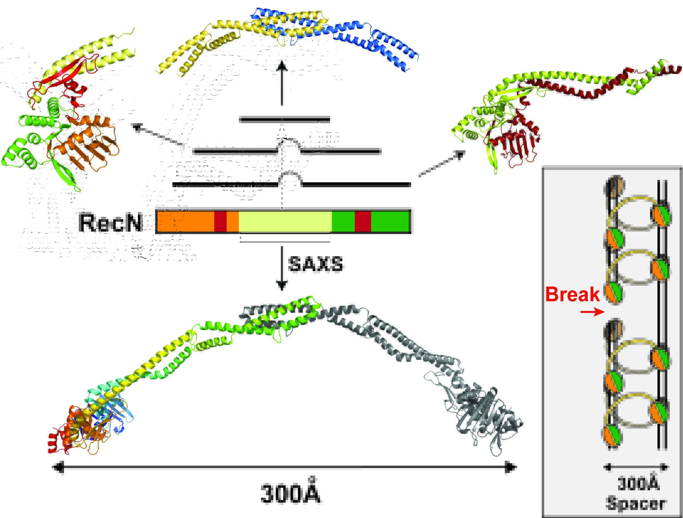 Une analyse structurale de la protéine M dans l'assemblage et la morphologie des coronavirus Une analyse structurale de la protéine M dans l'assemblage et la morphologie des coronavirus