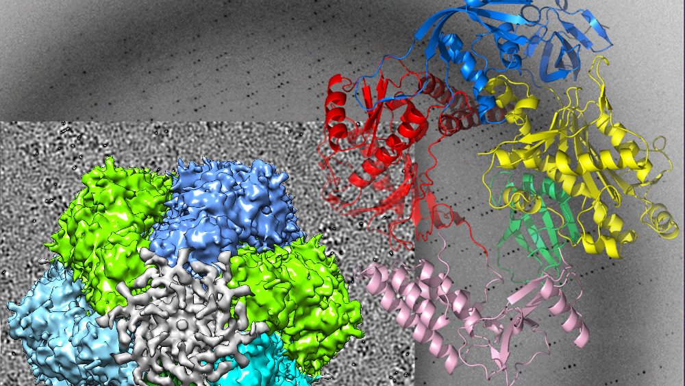 logo équipe poxvirus