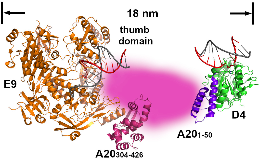 Modèle de travail de l'holoenzyme de l'ADN polymérase