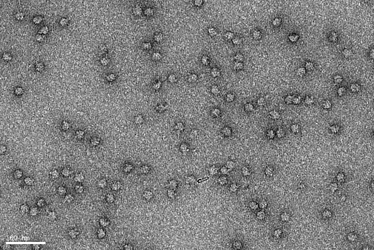 <multi>[fr]Colorant : SST 2% (collaboration : D. Housset, IBS)[en]Stain : SST 2% (collaboration : D. Housset, IBS)</multi>