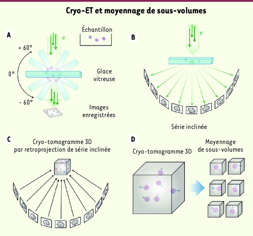 <multi>[fr]Un échantillon présent dans la glace vitreuse est imagé à différents angles par rapport au faisceau d'électrons. À partir de cette série d'images inclinées, un cryo-tomogramme ou volume 3D de l'échantillon est reconstruit. Plusieurs sous-volumes contenant des sous-domaines identiques de l'échantillon sont extraits, alignés et moyennés pour obtenir un modèle 3D. [en]A vitrified sample is imaged at different angles to the electron beam. From this series of tilted images, a cryo-tomogram or 3D volume of the sample is reconstructed. Several sub-volumes containing identical sub-domains of the sample are extracted, aligned and averaged to obtain a 3D model. </multi>