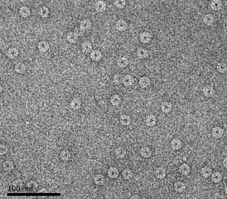 <multi>[fr]Anneau du complexe transmembranaire lors de la formation de la spore chez Bacillus subtilis (collaboration : C. Morlot, IBS); Colorant : SST 2%[en]From the trasmembrane complex during spore formation in Bacillus subtilis (collaboration : C. Morlot, IBS); Stain : SST 2%</multi>